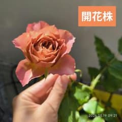 非常に入手困難な「希少品種（カタログ落ち品種）」希少価値が高 バラ