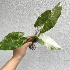 斑入り クワズイモ 斑入り アロカシア オキナワシルバー - メルカリ