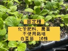 固定種 農薬化学肥料不使用 白菜苗 10株のサムネイル