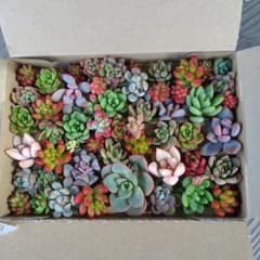 多肉植物 詰め合わせのサムネイル