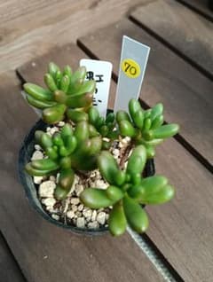 多肉植物【虹の玉】抜き苗のサムネイル