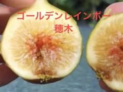 イチジク　ゴールデンレインボーのサムネイル