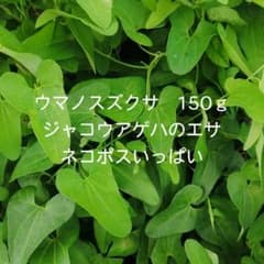 ネコポスいっぱい】ウマノスズクサの葉 約150g ジャコウアゲハ 幼虫