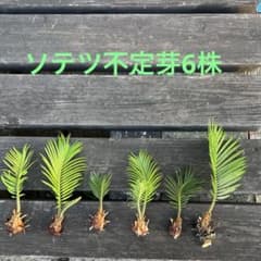 ソテツ不定芽6株 - メルカリ