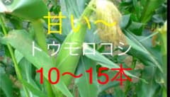 農家のトウモロコシ10本ー14本最終値下げのサムネイル