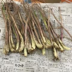 島らっきょう　種用20粒のサムネイル