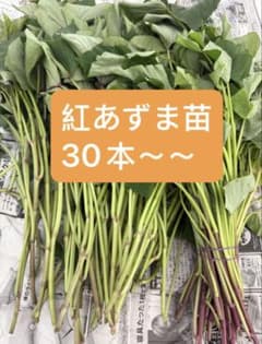 あずま切り苗 30本 茨城県産 サツマイモ さつまいも苗 家庭農園 大口