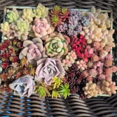 エケベリアセダム16種類詰め合わせ　カット苗　レア種入り　多肉植物のサムネイル