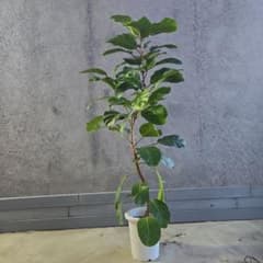 フィカス アフリカンプリンセス 曲がり仕立て8号 最高等級極上品 希少