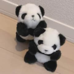 小さなパンダちゃん 2匹のサムネイル