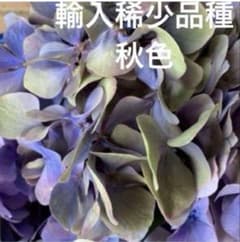 輸入紫陽花苗No.1秋色紫陽花苗、アジサイ苗のサムネイル
