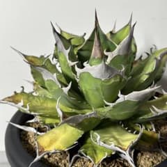 アガベ オテロイ オアハカ キングアーサー似 発根済み C-09のサムネイル