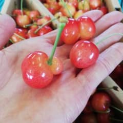 7.山形県産さくらんぼ　佐藤錦　訳ありサイズ混合　1kgのサムネイル
