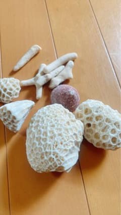 天然サンゴ 詰め合わせ 水槽レイアウト アクアリウムのサムネイル