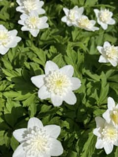 ヤブイチゲ 八重咲き 一輪草 イチリンソウ 10株 山野草 おまけ5株 送料