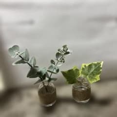小瓶のサムネイル