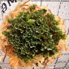 ①P.willinckii cv OMG 前葉体 XL［胞子培養育成ガイド付］ - メルカリ