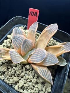 48a 多肉植物 ハオルチア　緑大焔寿錦糊斑　自家繁殖　鉢植え発送 10a 多肉植物 ハオルチア 夜想の森錦糊斑 自家繁殖 鉢植え発送 - メルカリ