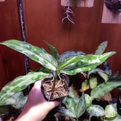 Endor LA便 Aglaonema pictumのサムネイル