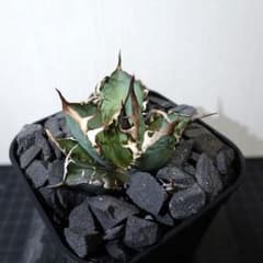 2114【鉢のまま発送】 アガベ チタノタ ゴリ猫 レッドキャットウィーズ