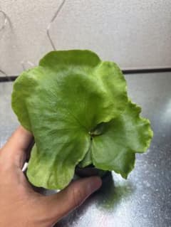 ビカクシダ Platycerium コロナリウムシン 28 胞子培養のサムネイル