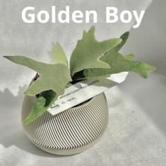 メルカリ便】 P. wilinckii Golden Boy spore【25 - メルカリ