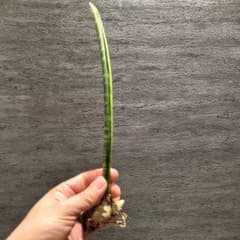 ヤ*ビ様 超希少 スタッキー 斑入り 極上輸入株　サンスベリア　多肉植物　ロリダ ヤ*ビ様 超希少 スタッキー 斑入り 極上輸入株 サンスベリア 多肉植物