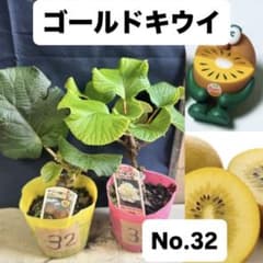ゴールドキウイ　雄雌セット　No.32のサムネイル