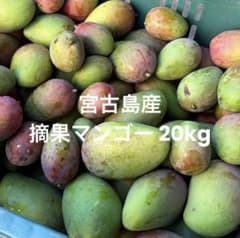 【期間限定】沖縄宮古島産 摘果マンゴー（青マンゴー）20kg 産地直送・新鮮のサムネイル