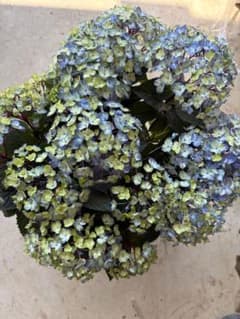 今期新品種希少生産少✳︎小内園芸×大栄花園コズミックCOSMIC紫陽花絞りブルー 今期新品種希少生産少✳︎小内園芸×大栄花園コズミックCOSMIC紫陽花