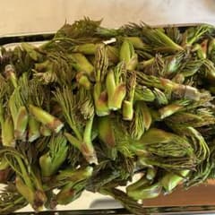 【初物‼︎棘なしタラの芽】　200gのサムネイル