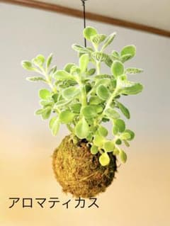 ★アロマティカスの苔玉ハンギング★大きめ★いい香り★防虫効果★生々★のサムネイル