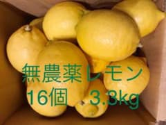 国産　かなり大きめ レモン　3.3kg　完全無農薬のサムネイル