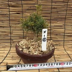 12本セット ★盆栽★ 赤石五葉松　 E-6 ★愛媛県より発送★ ☆盆栽☆ 赤石五葉松【X-6】5年物 ☆愛媛県より発送☆ - メルカリ
