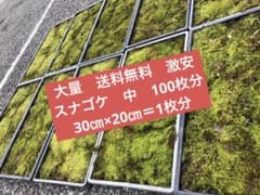 スナゴケ　砂苔　送料込み　天然 無農薬のサムネイル