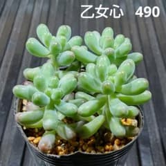 乙女心 4株 490 セダム 多肉植物 抜き苗 - メルカリ