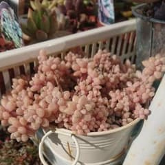 多肉植物 姫秋麗カット6本のサムネイル