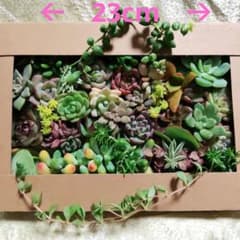 絵画の様な多肉植物 003のサムネイル