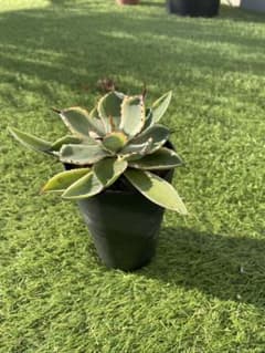 吉祥冠錦　アガベ 観葉植物 多肉植物 鉢植えのサムネイル