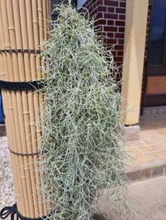 スパニッシュモス ✳ ウスネオイデスのサムネイル