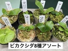 ビカクシダ アソートセット 8株 胞子培養 ピカチュウ含む - メルカリ