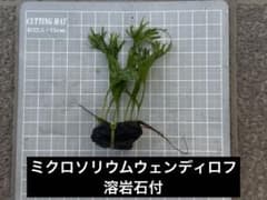 ミクロソリウムウェンディロフ　溶岩石付のサムネイル