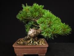 五葉松　太幹　盆栽のサムネイル