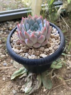 echeveria laulensis X紅蓮錦 超レア 多肉植物7CM容器抜き Echeveria
