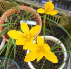☆鮮やかな黄色のゼフィランサスの球根、未開花球５０球～(^^♪のサムネイル