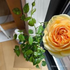 黄橙グラデ×房咲き豪華＆強健で初心者四季咲きバラ苗 挿し木苗◎ティッ