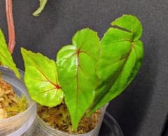 専用❣️Begonia sp. scapigera スカピゲラ　美株　原種ベゴニア scapigera (sp) スカピゲラ – Begonia Club