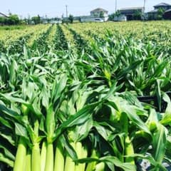 ＢＡＲＢＢＡ※プロフ必読※様専用ベビーコーンのサムネイル
