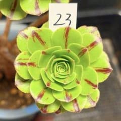 92#観葉植物アエオニウム錦❤️グリ一ンファイア一錦❤️碧火❤1頭7cm カット苗 23 #観葉植物アエオニウム錦❤️グリ一ンファイア一錦❤️碧火❤1頭6cm