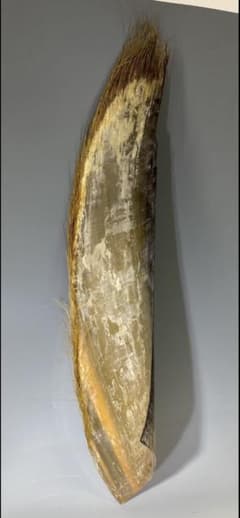 「鯨　髭」のサムネイル